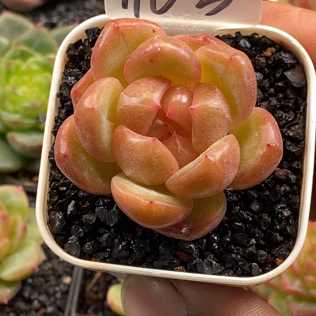 天官赐福百无禁忌