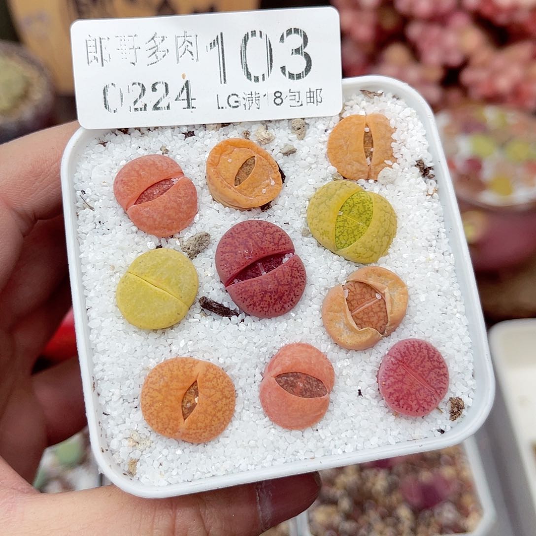 郎哥多少生石花24-103