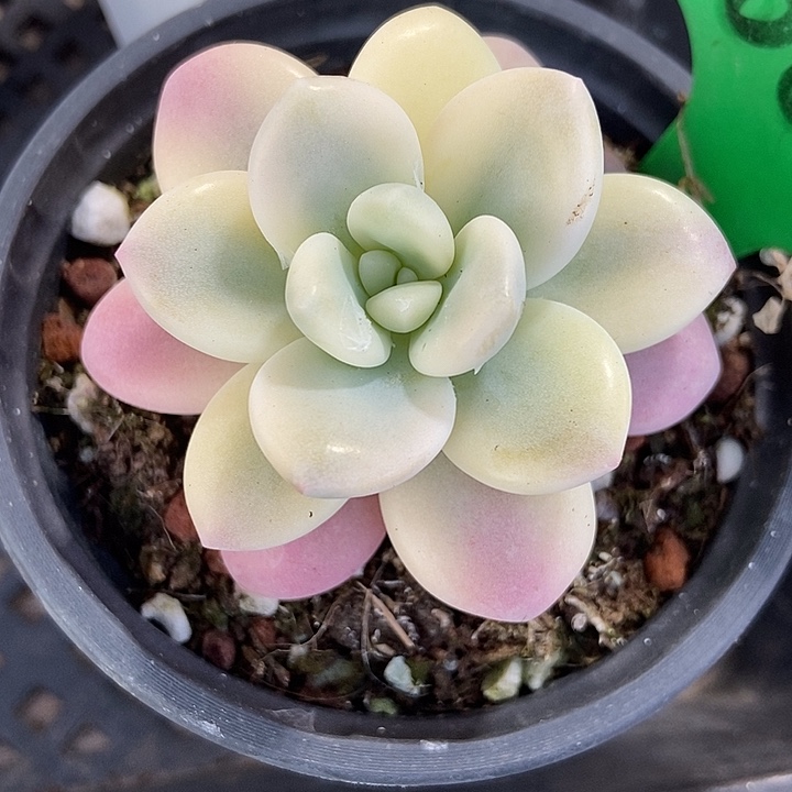 多肉植物洛神锦1662多肉