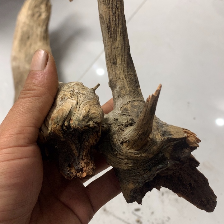 木***雕无花朵今天晚上在学校吃饭