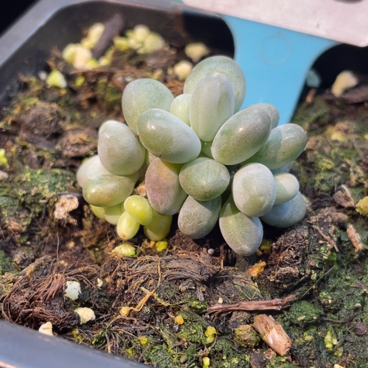 象牙奶锦叶插群628号的多肉啊啊