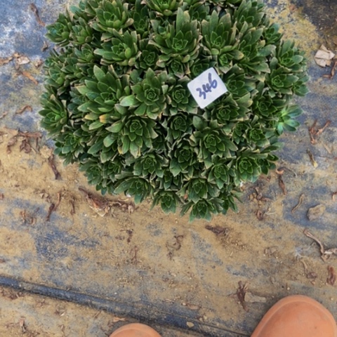 绿茶朵朵多肉346多肉