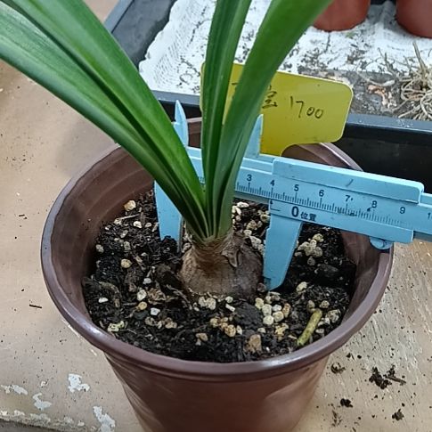 无花朵孤宝1700/3.9