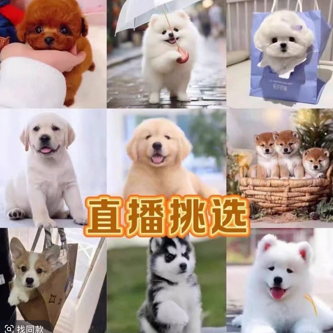 (悦悦宠物特用)直播间下单链接混血狗狗泰迪比熊博美金毛 
