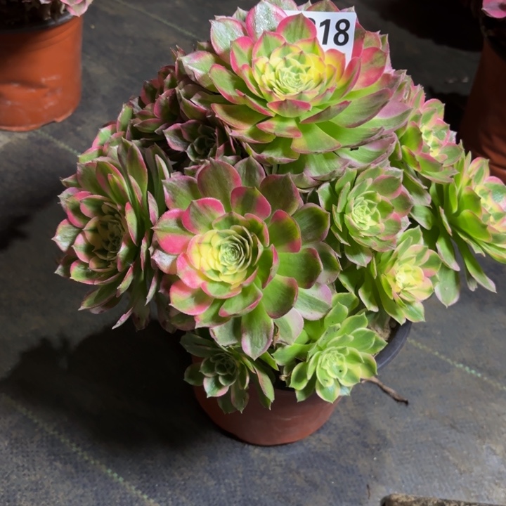 瑞妈，，。。。。818海鲜，