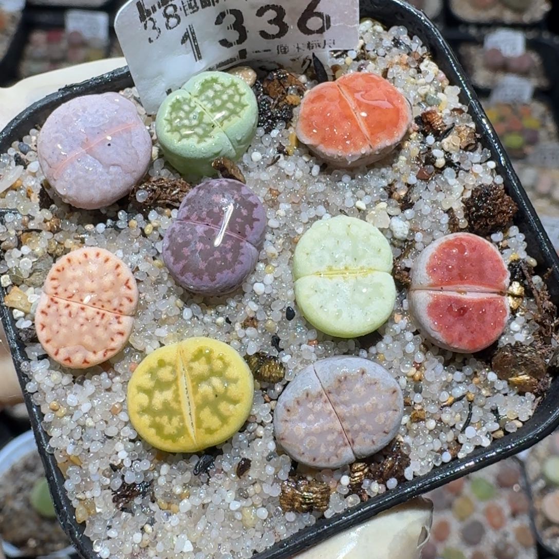 zzz好货也福利1336