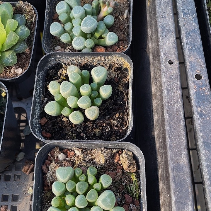 五十铃玉带盆土发