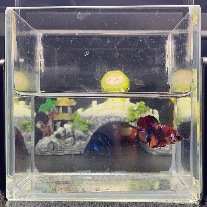 海水鱼糖果将军公