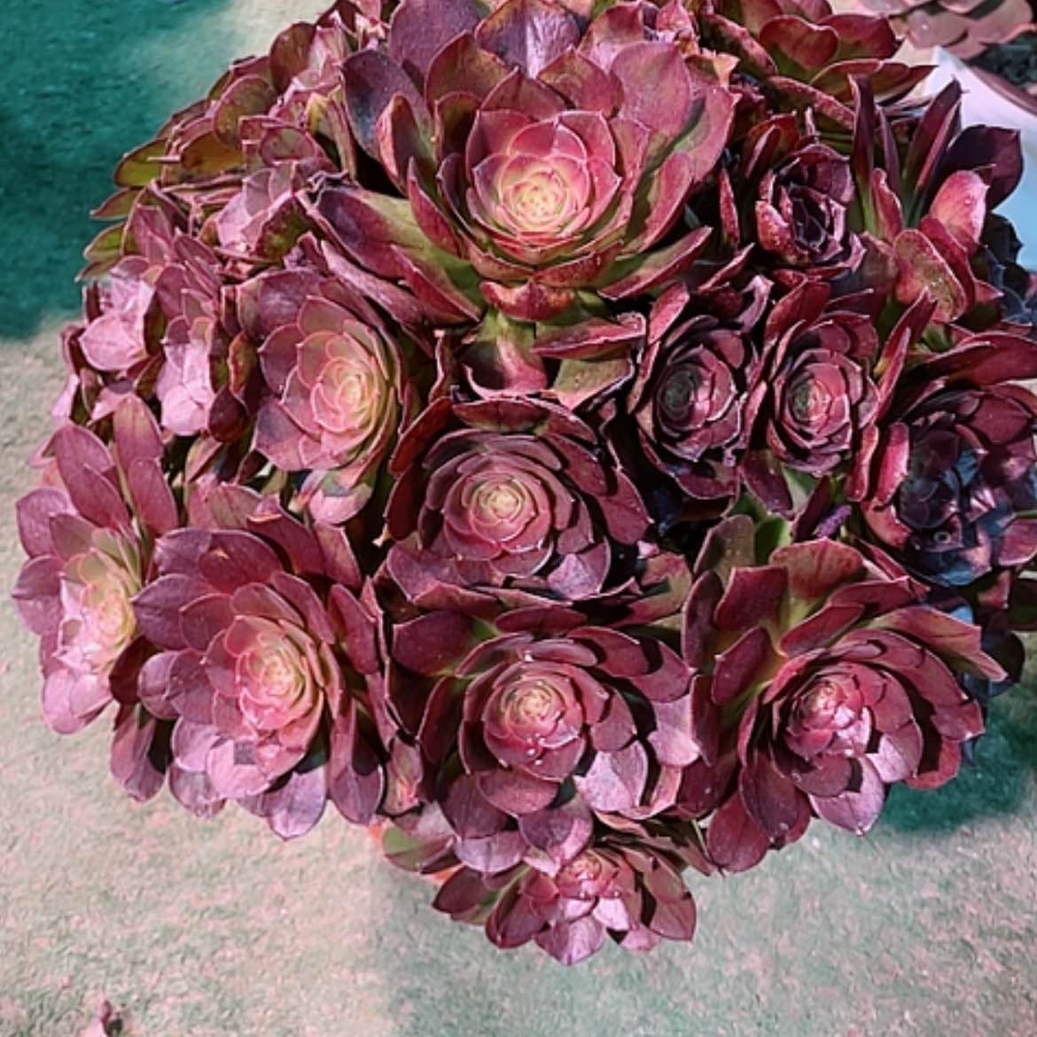 【闪购商品】法师好看也好养黑魔