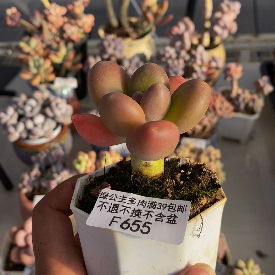 655金蟾多肉肉5c m