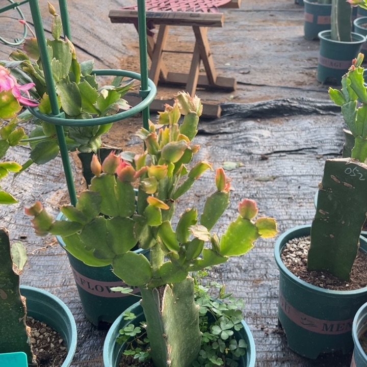 一***进60号粉色038，000000000000