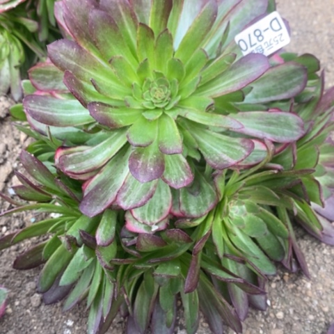 870孔雀翎满25包邮多肉