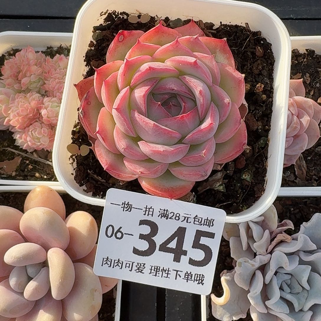 侧影无盆土发货无