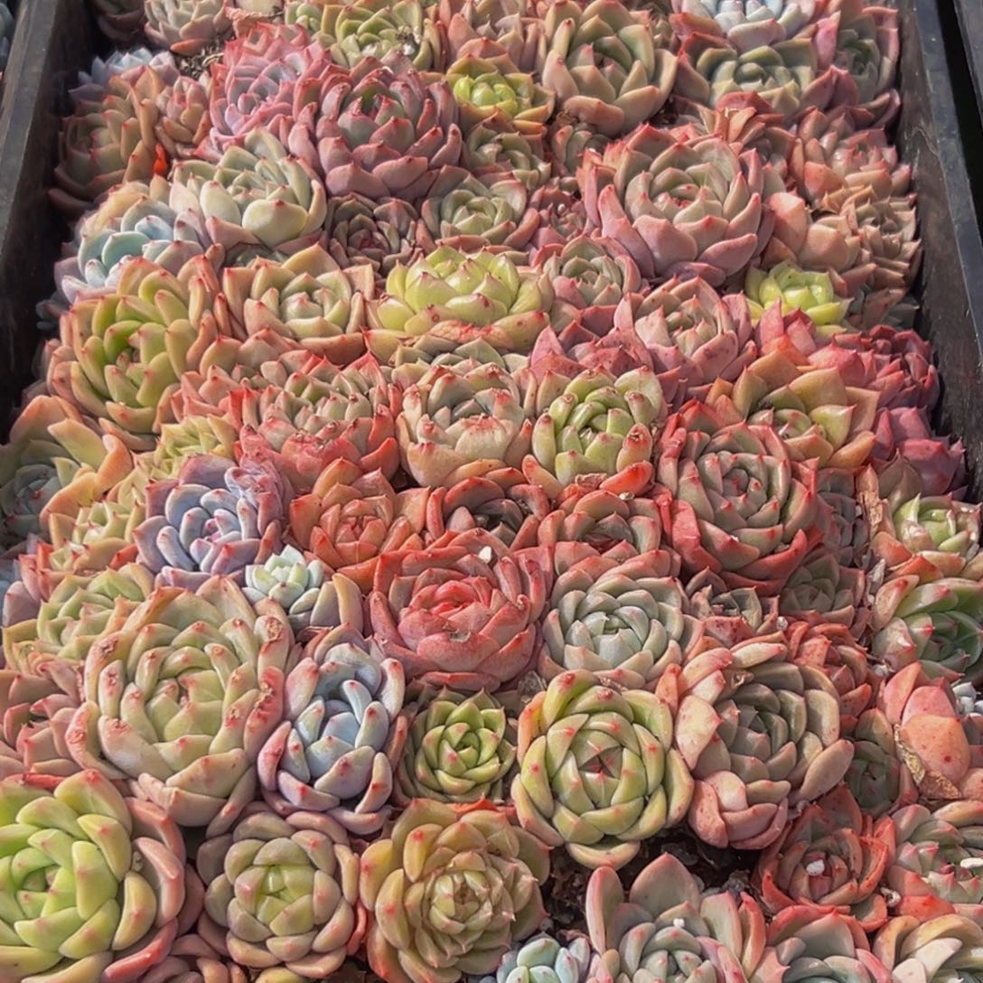 541多肉葡萄的味道真的是