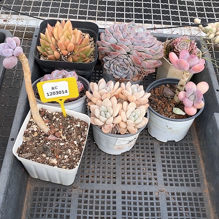 1203014筐拍不售后