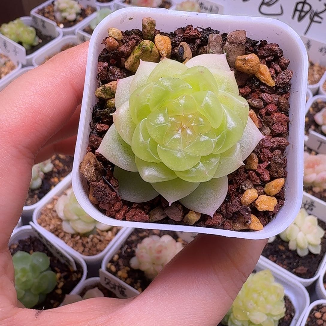道***风黄心财富一物一拍