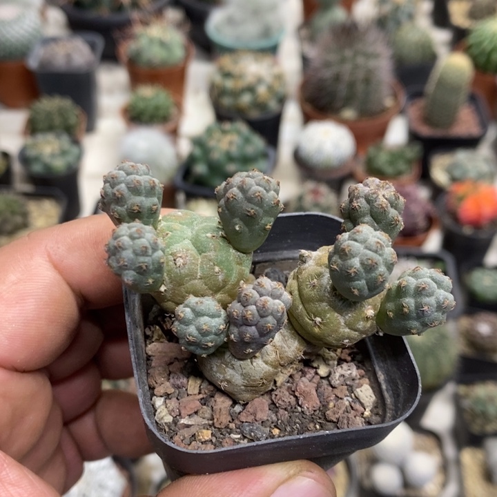 足球团扇特价福利