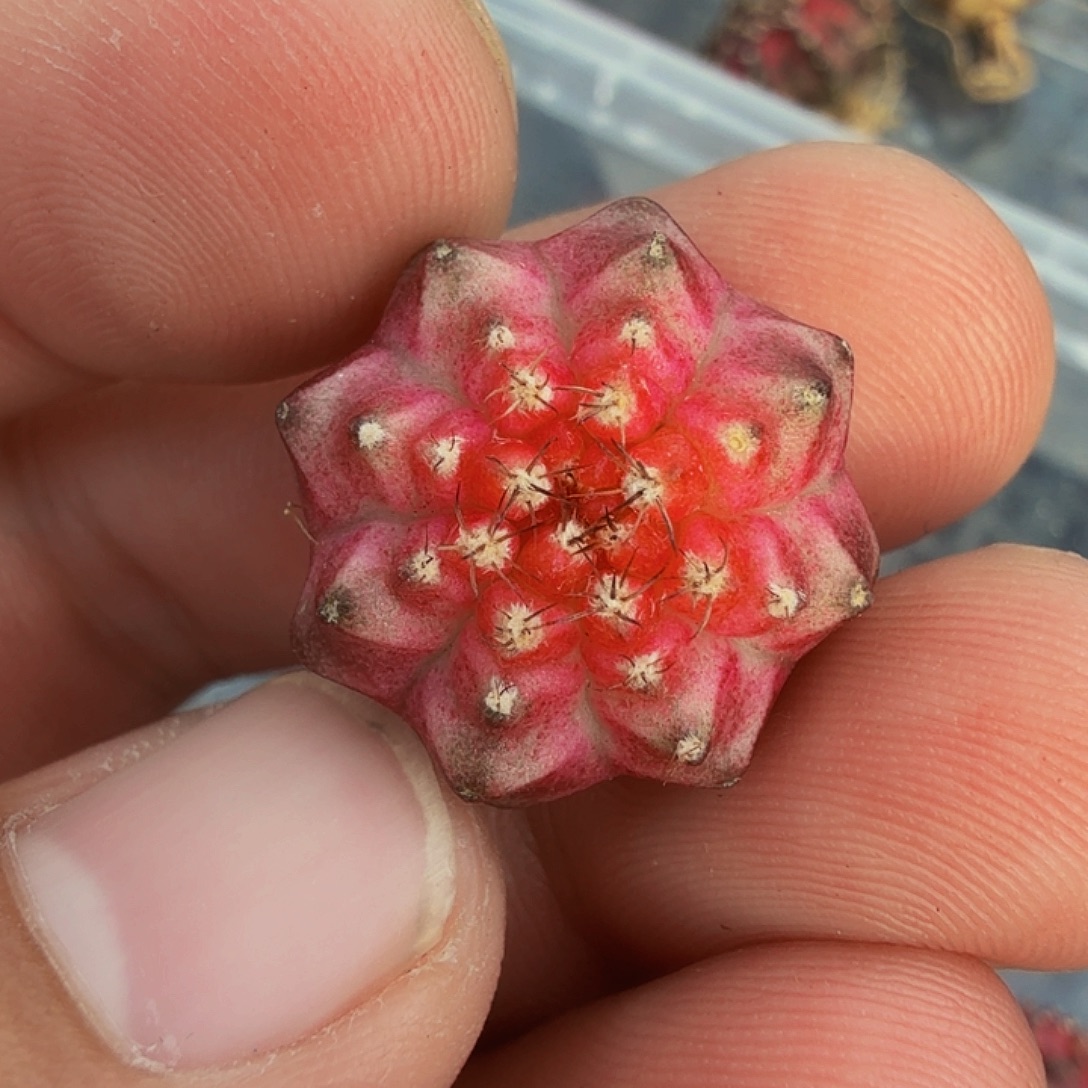 当前无花朵，栽培后可花朵