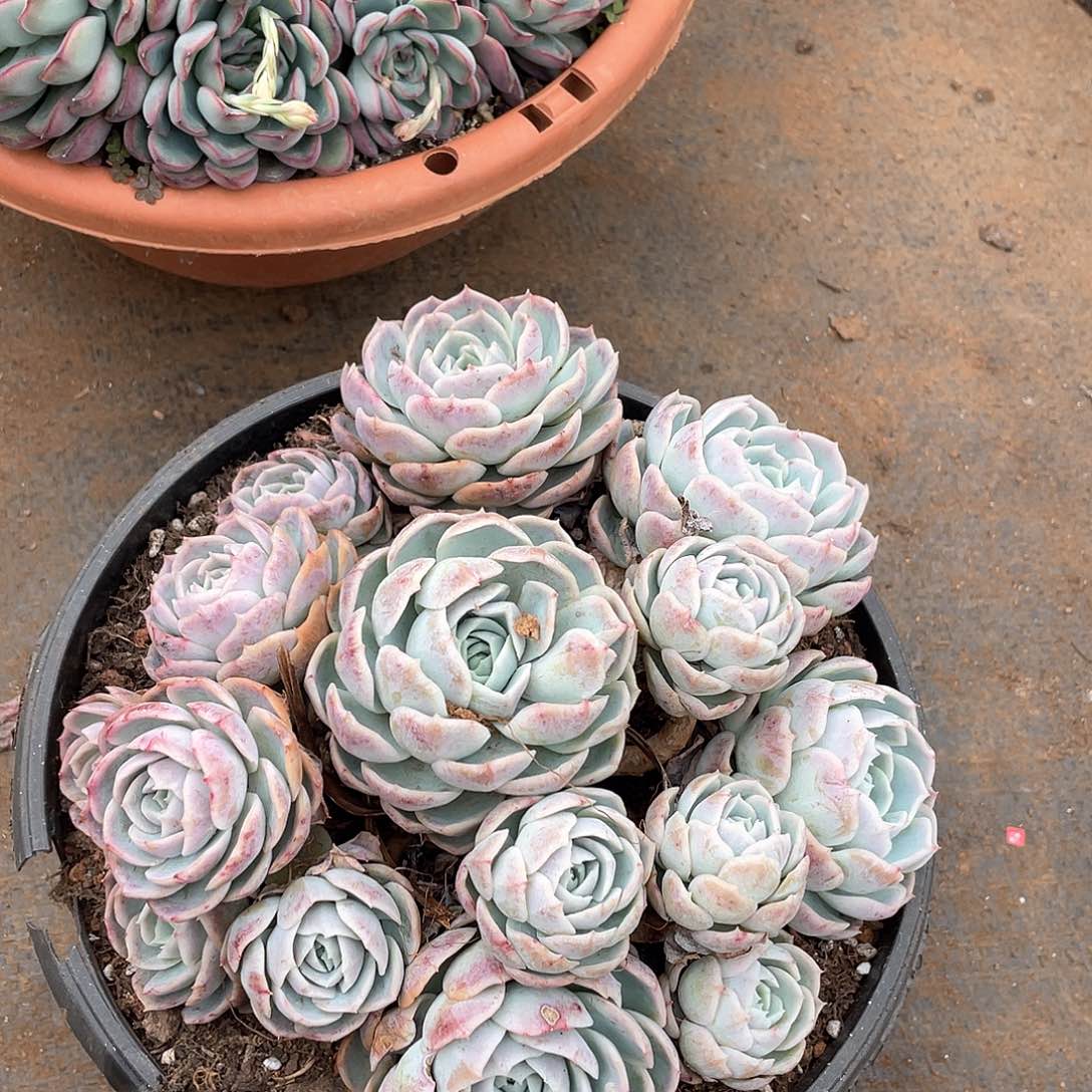 416约瑟琳一物一拍多肉