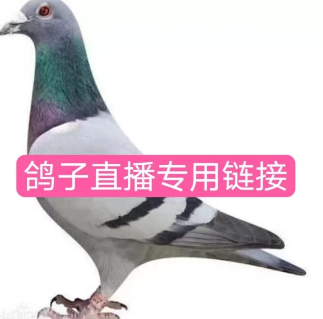 信鸽赛鸽成绩鸽公棚赛鸽