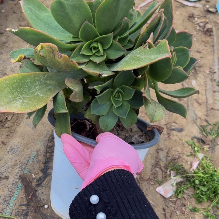 037富贵多肉法师不包断枝