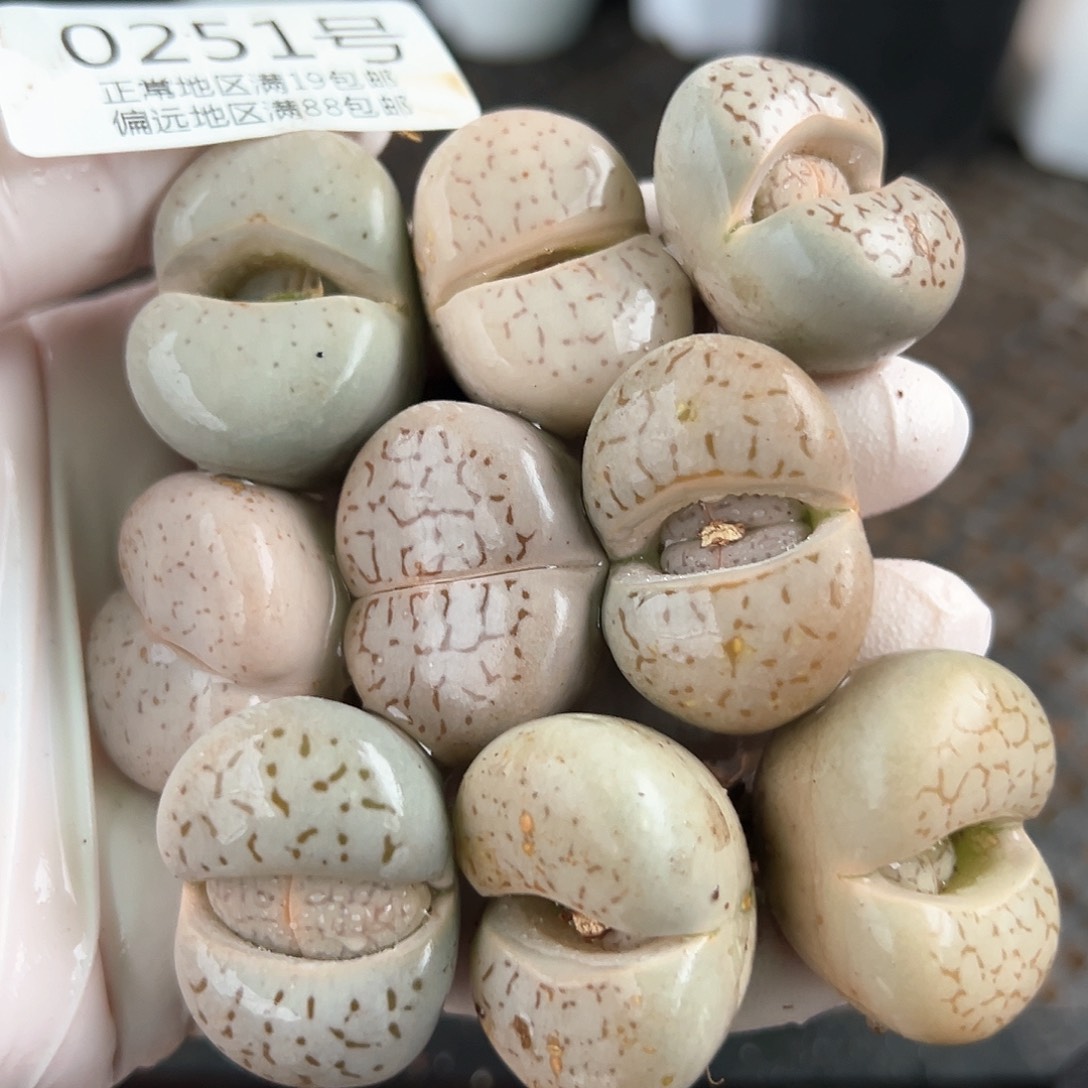 0251四年大白9颗3cm左右