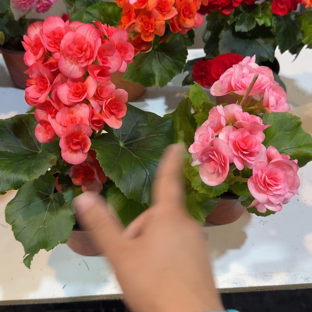 西瓜➕浪漫丽格海棠