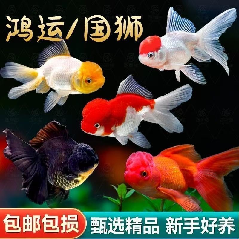 小金鱼活鱼观赏鱼冷水淡水鸿运当头红狮红草金锦鲤国粹金鱼包损