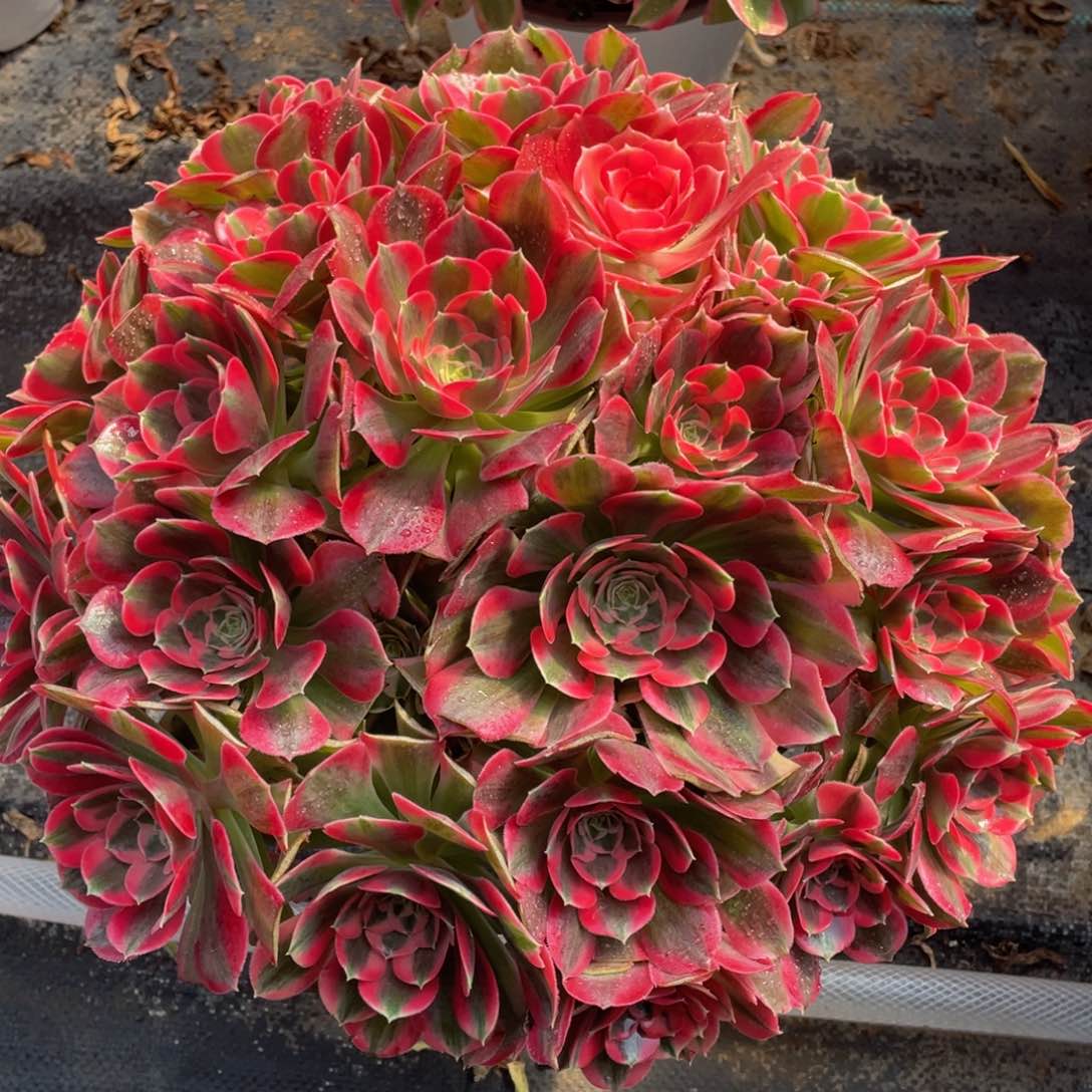 080初恋绣球精品法师多肉