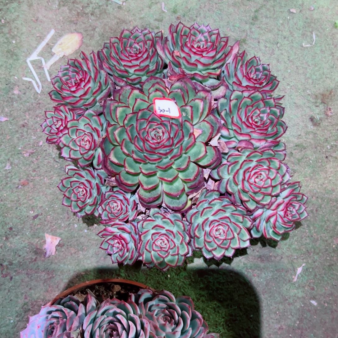 野***心精品多肉植物老桩随机发一棵引火虫