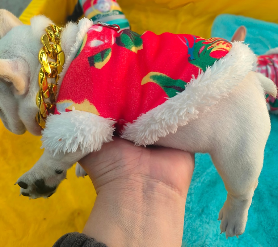 法牛法斗冬季新款宠物东北大花袄加绒保暖小中型狗服饰