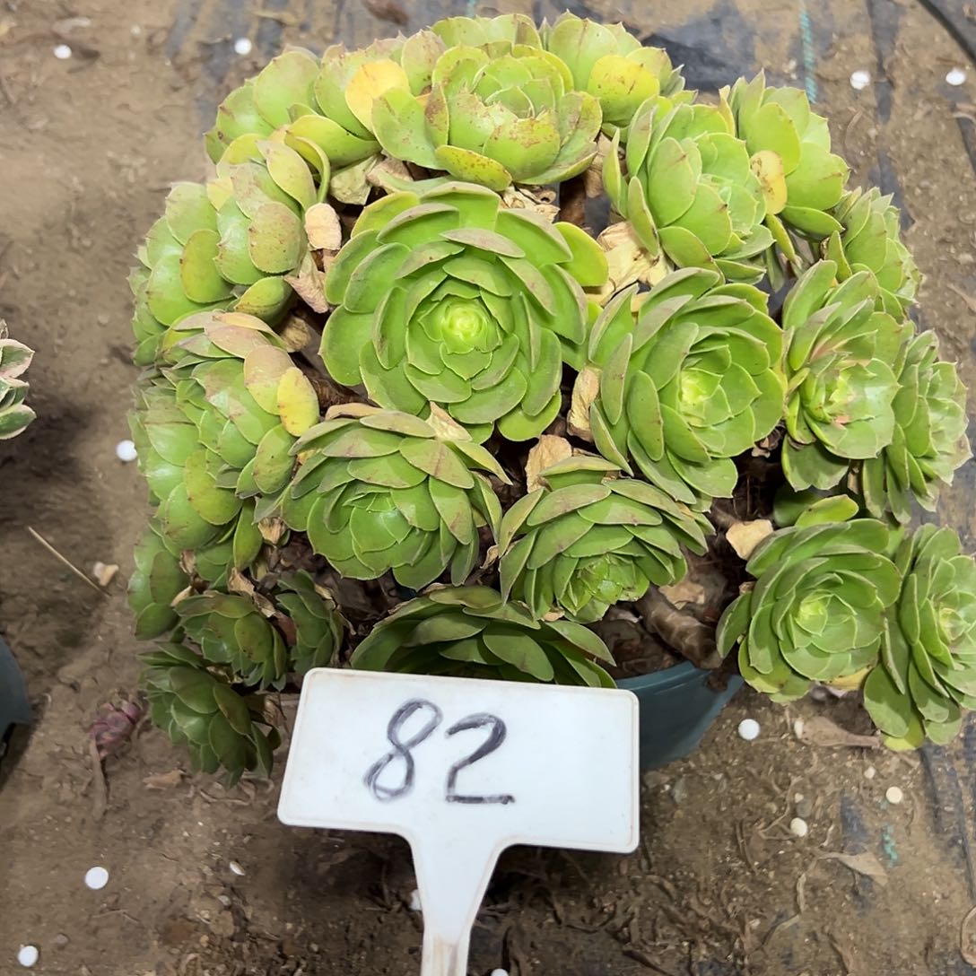 多肉植物万圣节法师82