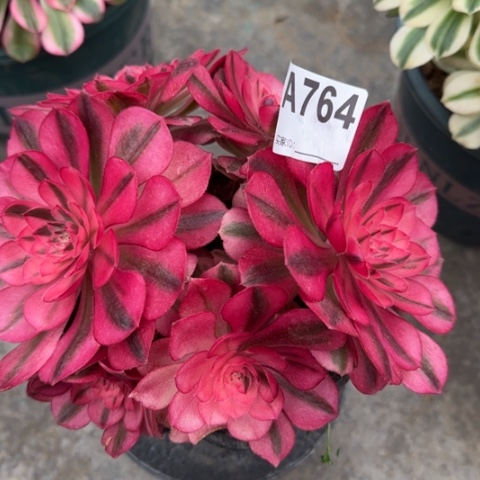 764倾城朵朵18厘米左右