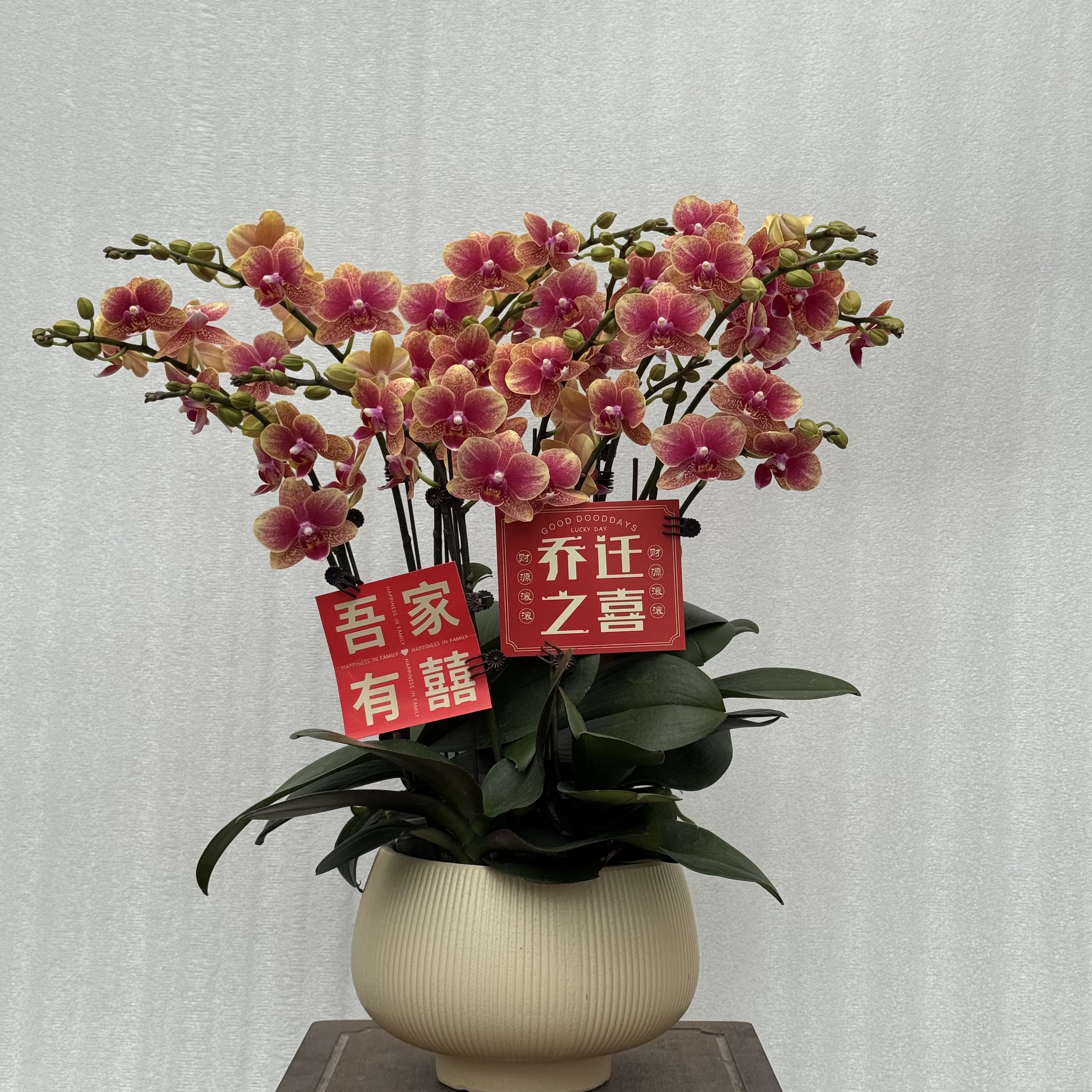 国之兰 [聚宝盆]经典爆款红黄色系蝴蝶兰 懒人室内花卉 基地直发