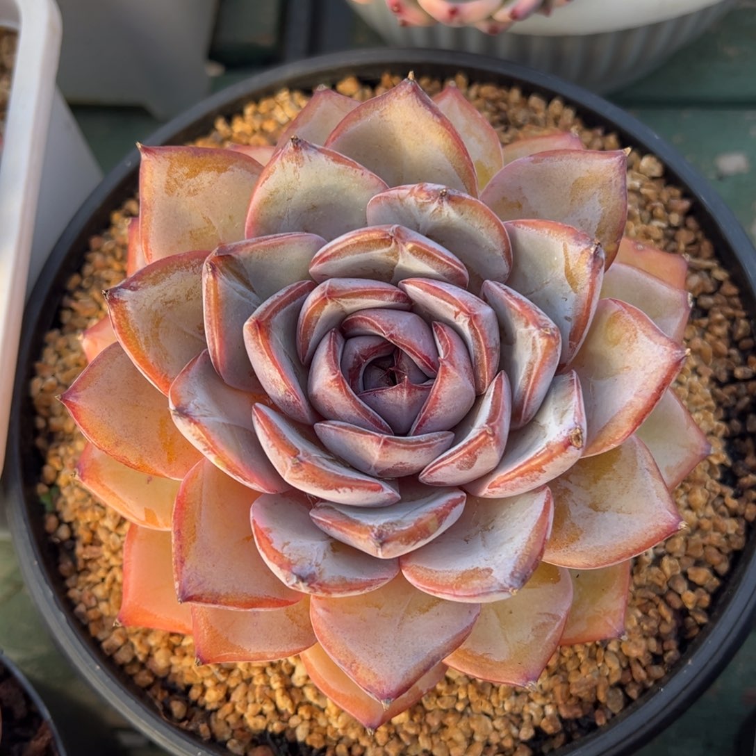 黑夜精灵多肉植物