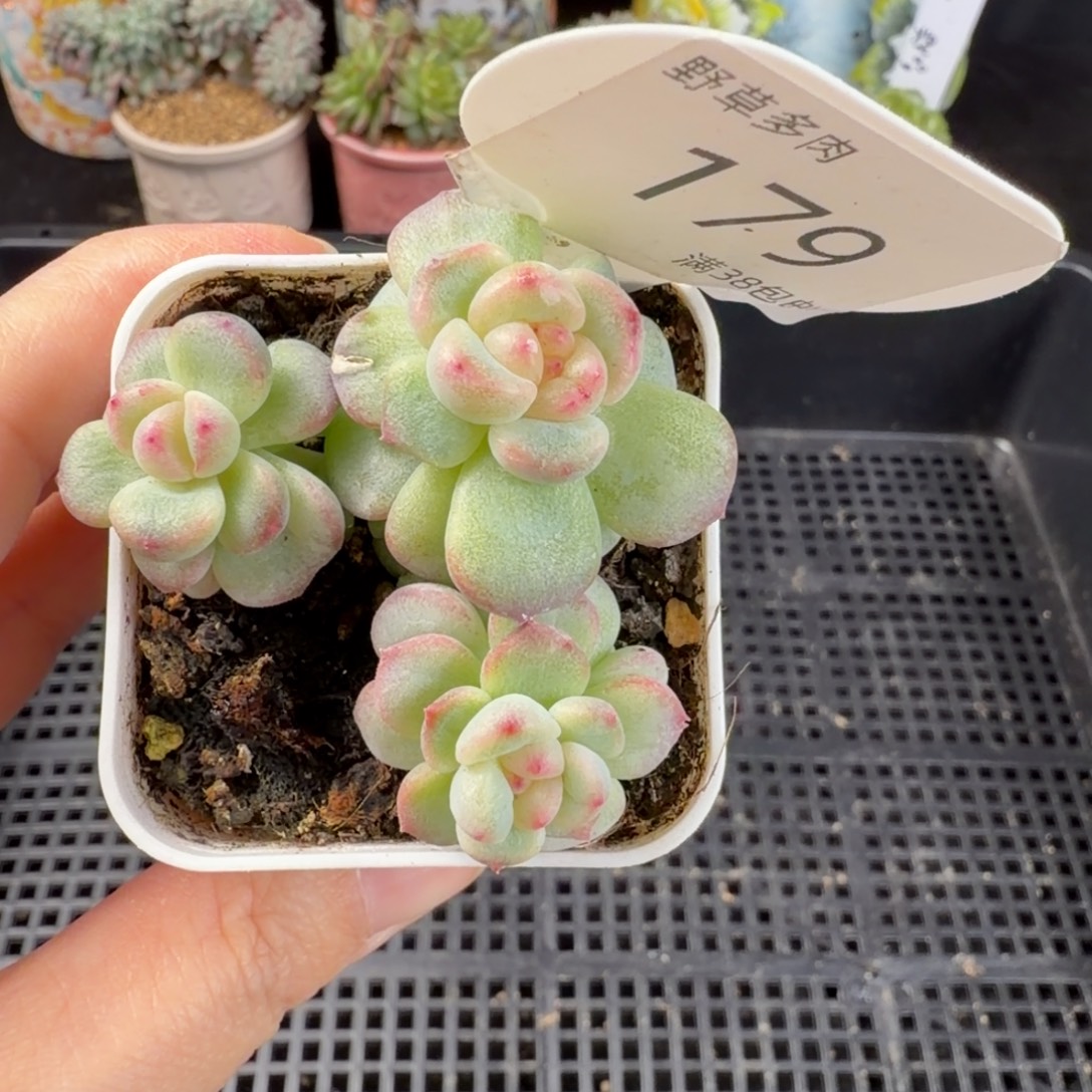 甜心石化三头群一颗179号