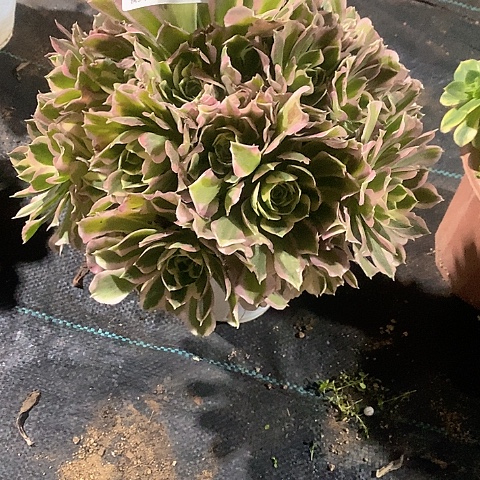 1474雨花石多肉法师