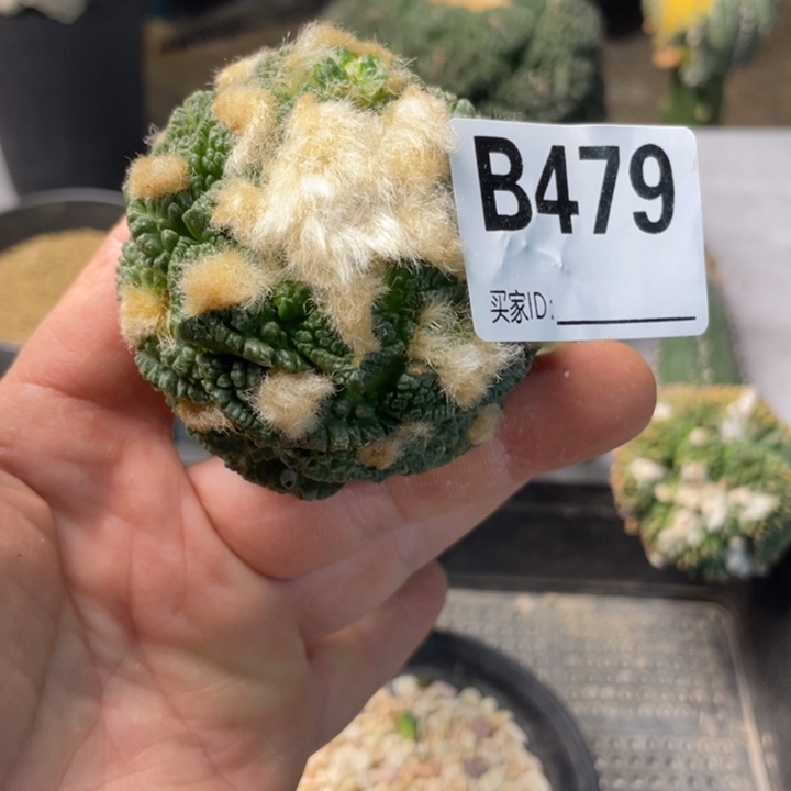 479龟甲辛顿一个仙人球