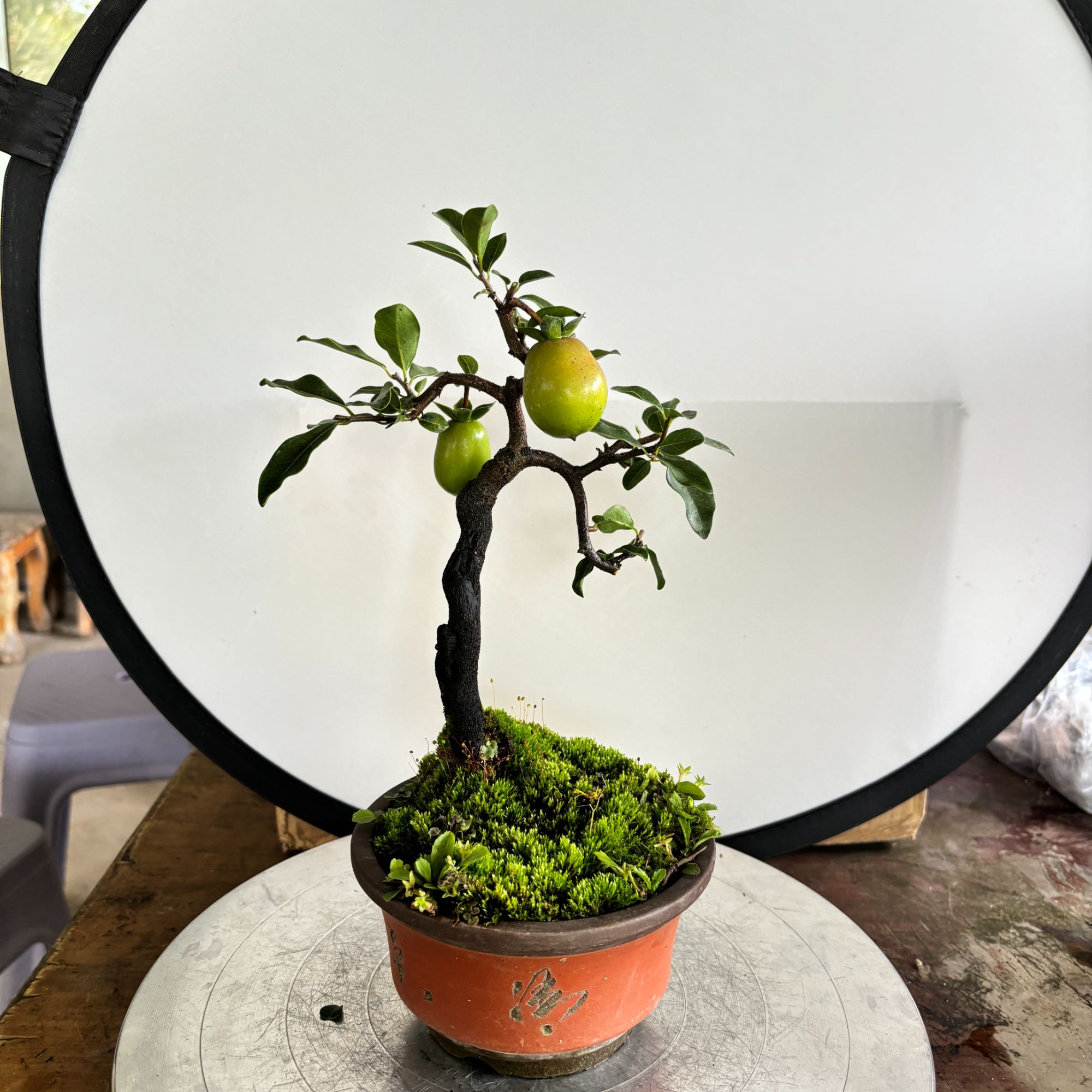 1#金弹子盆景观花观果观桩