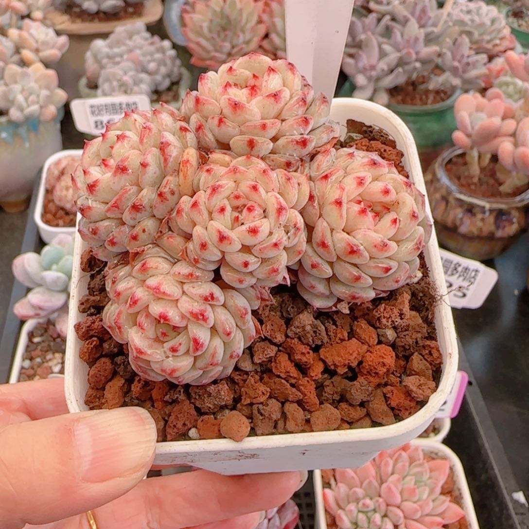 婷*多肉植物8626…………