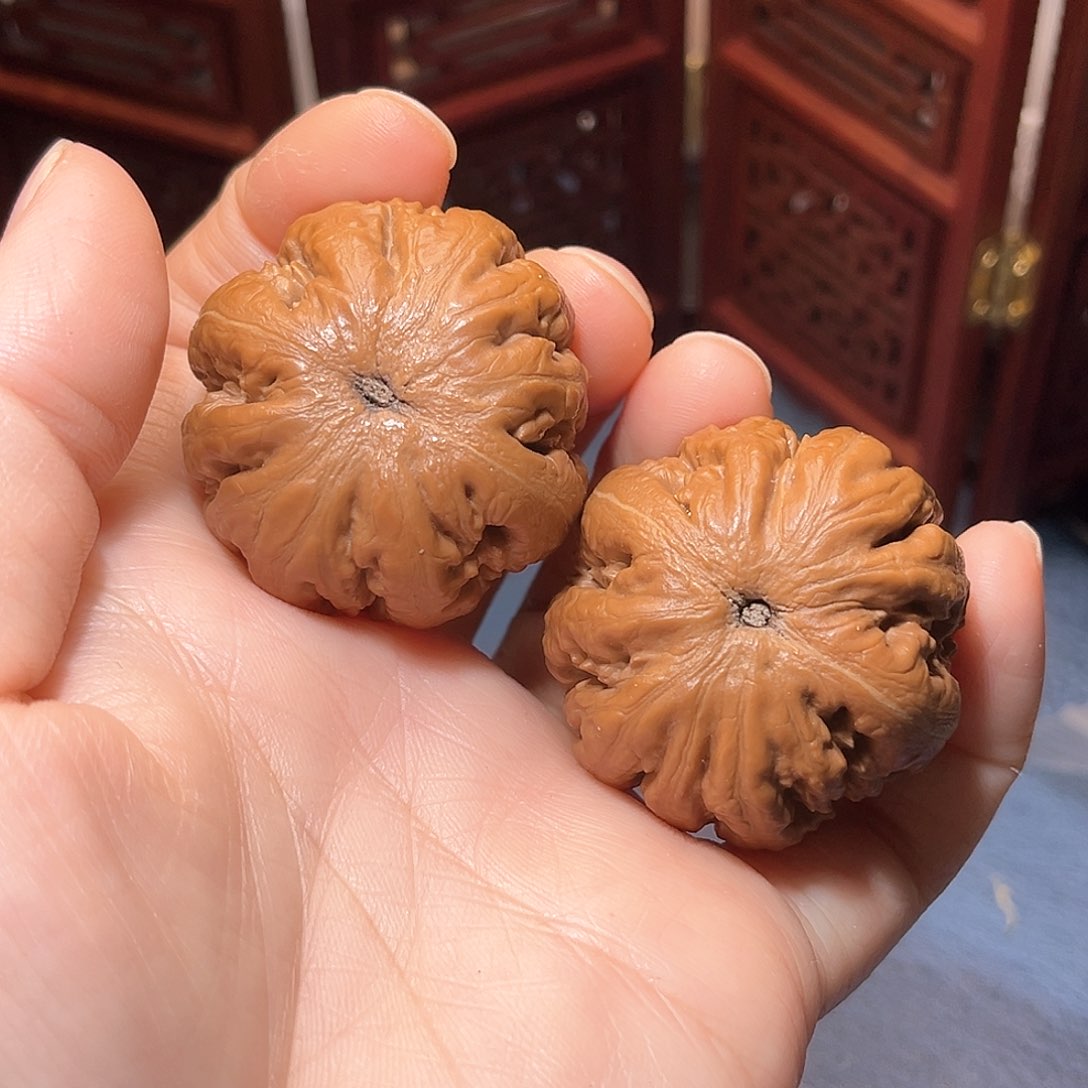 M***L39霸王龙……精品全品