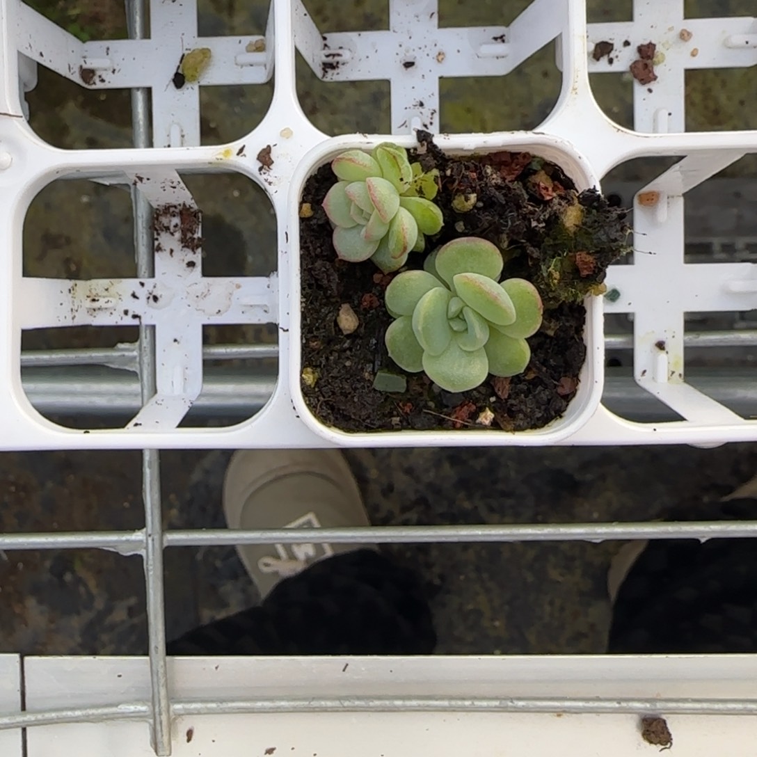 甘棠两个盆2床一个满25包邮