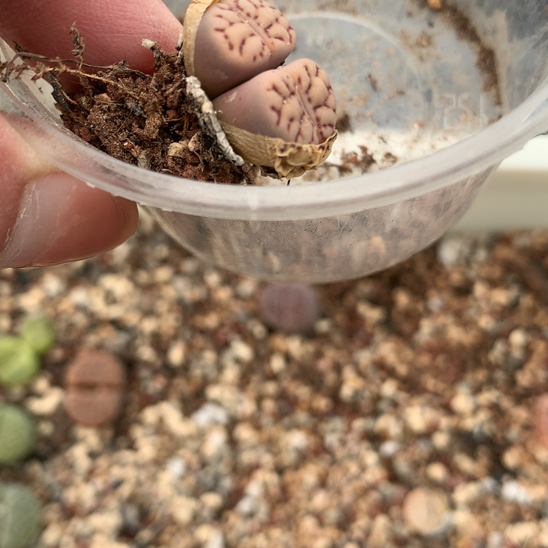 嘻*，D77多肉植物保护