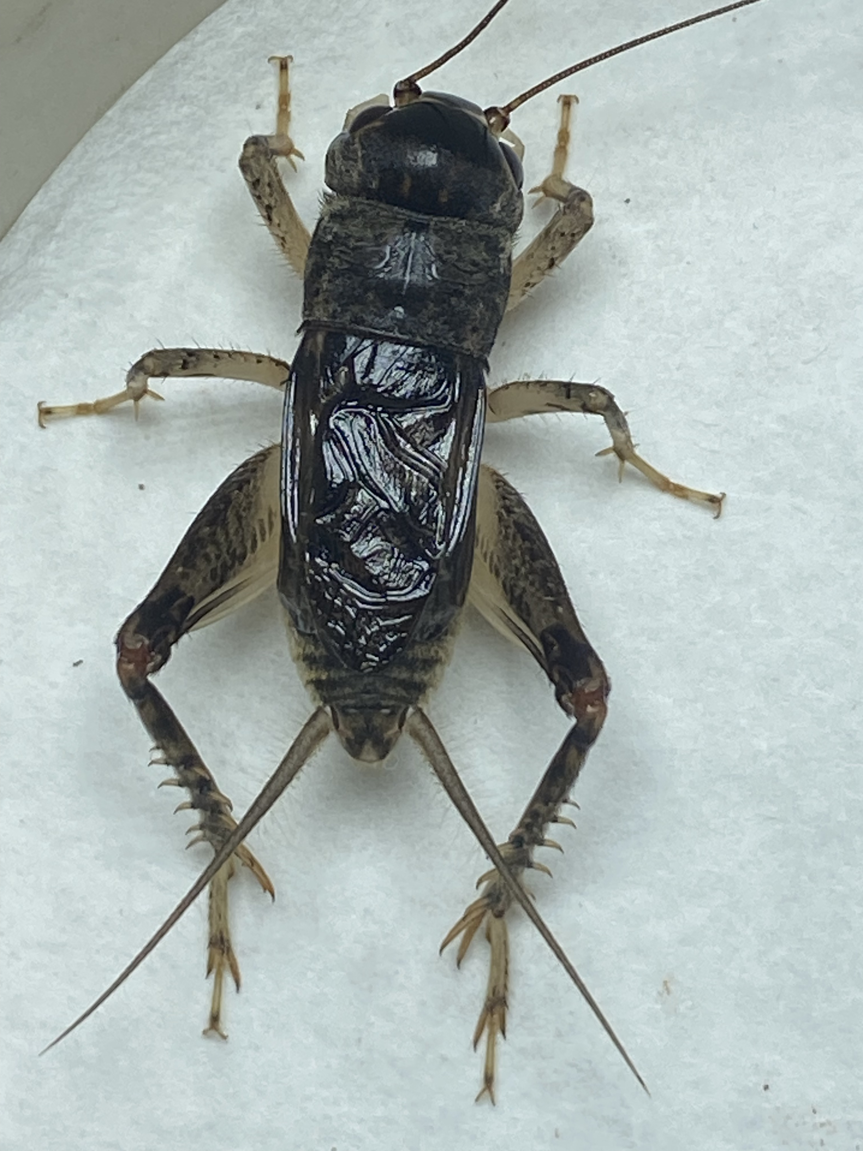 精品蟋蟀优良品种，骨质硬牙齿硬皮色好