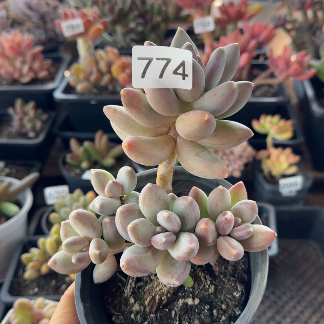 774号一物一拍一物一拍