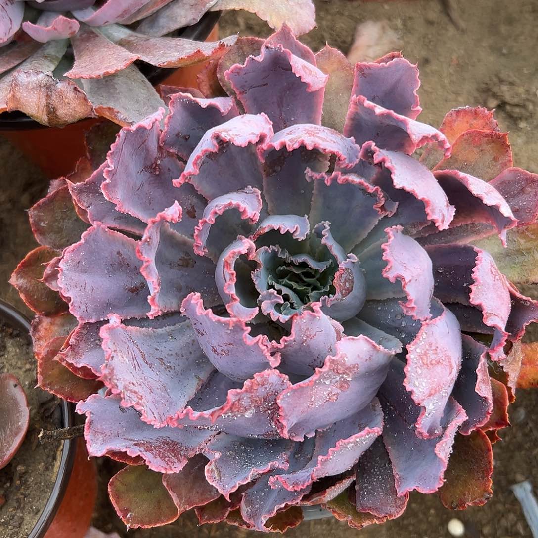 多肉植物晚霞之舞