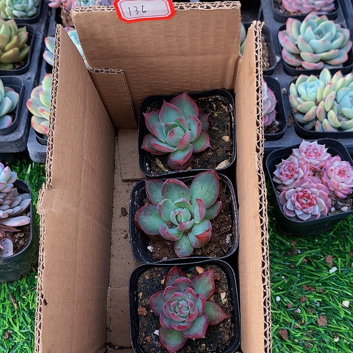 A136惊鸿仙子多肉