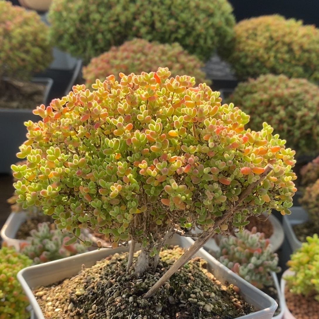 蜜橘糖球2245枝干番杏