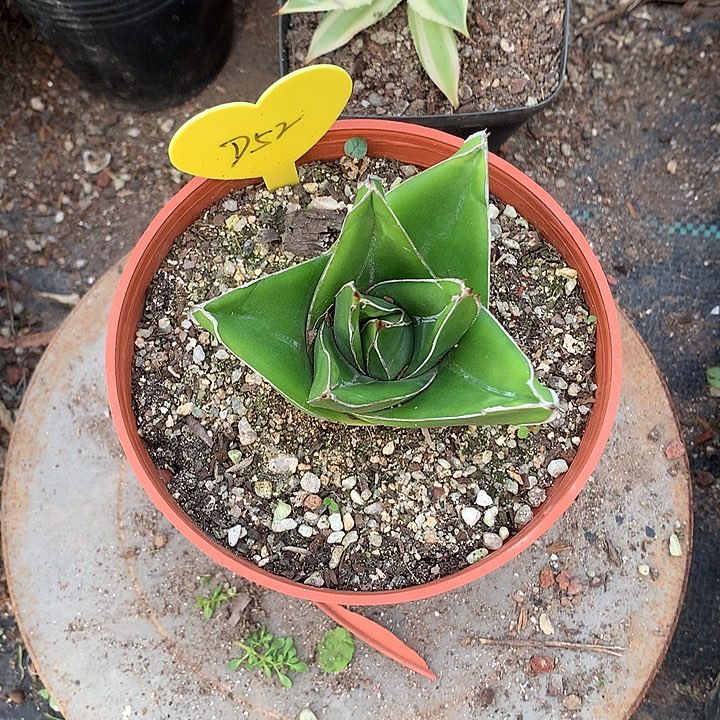 多肉植物龙舌兰桃太郎