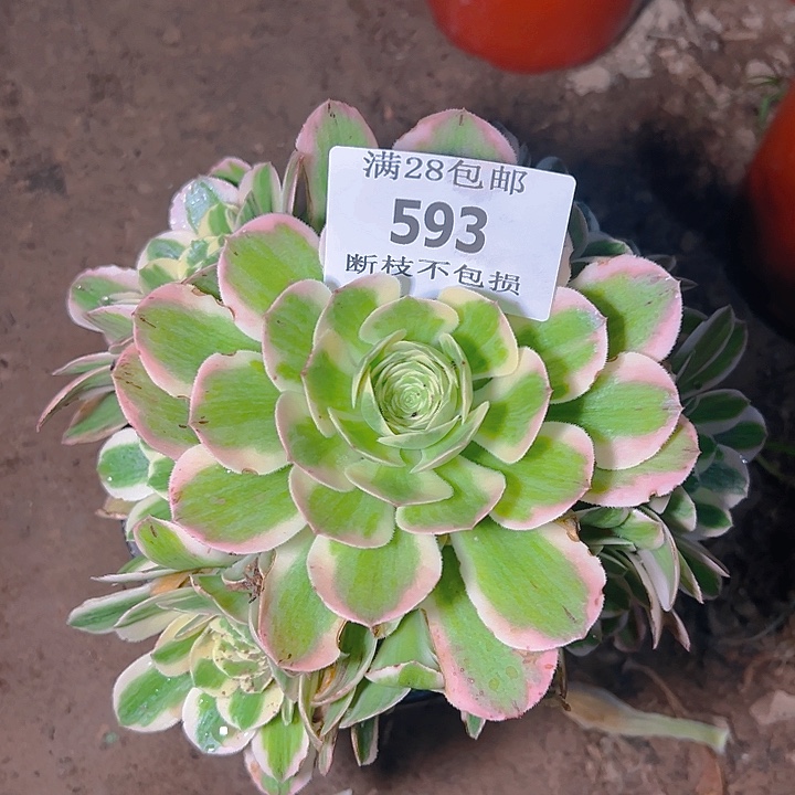 593迈巴赫多肉植物2号